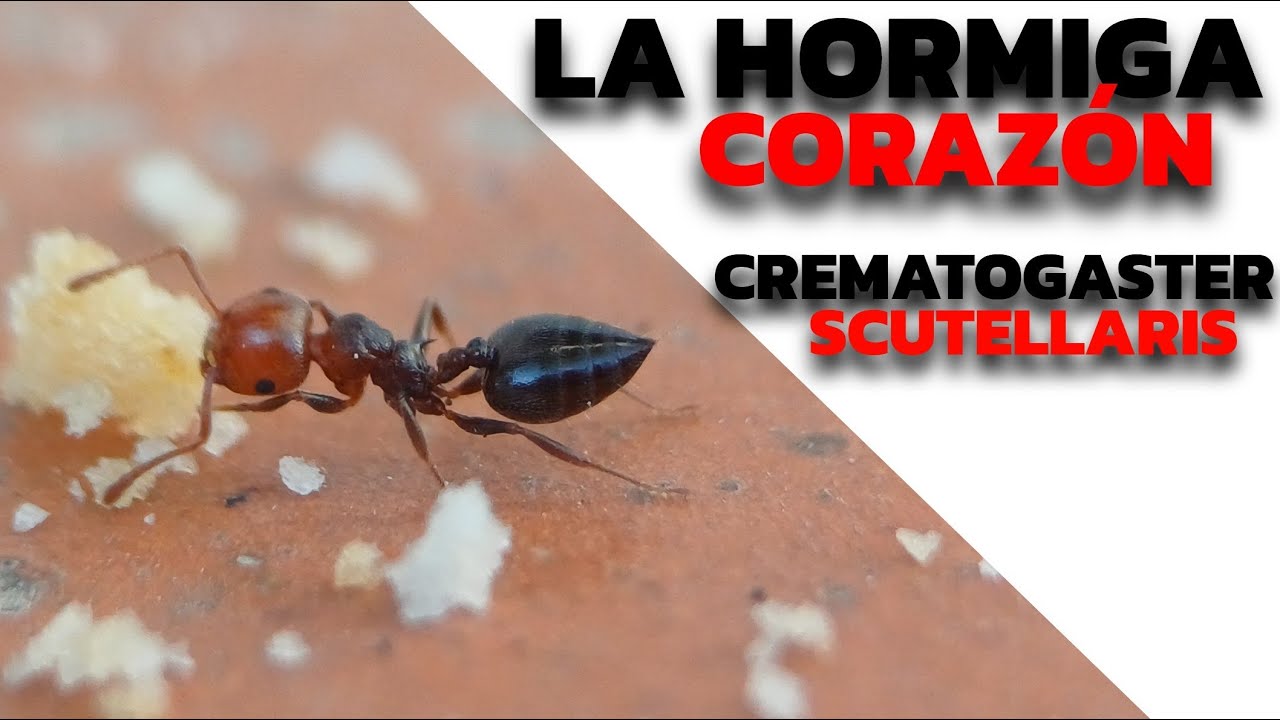 Lo que nadie te conto sobre las CREMATOGASTER SCUTELLARIS!