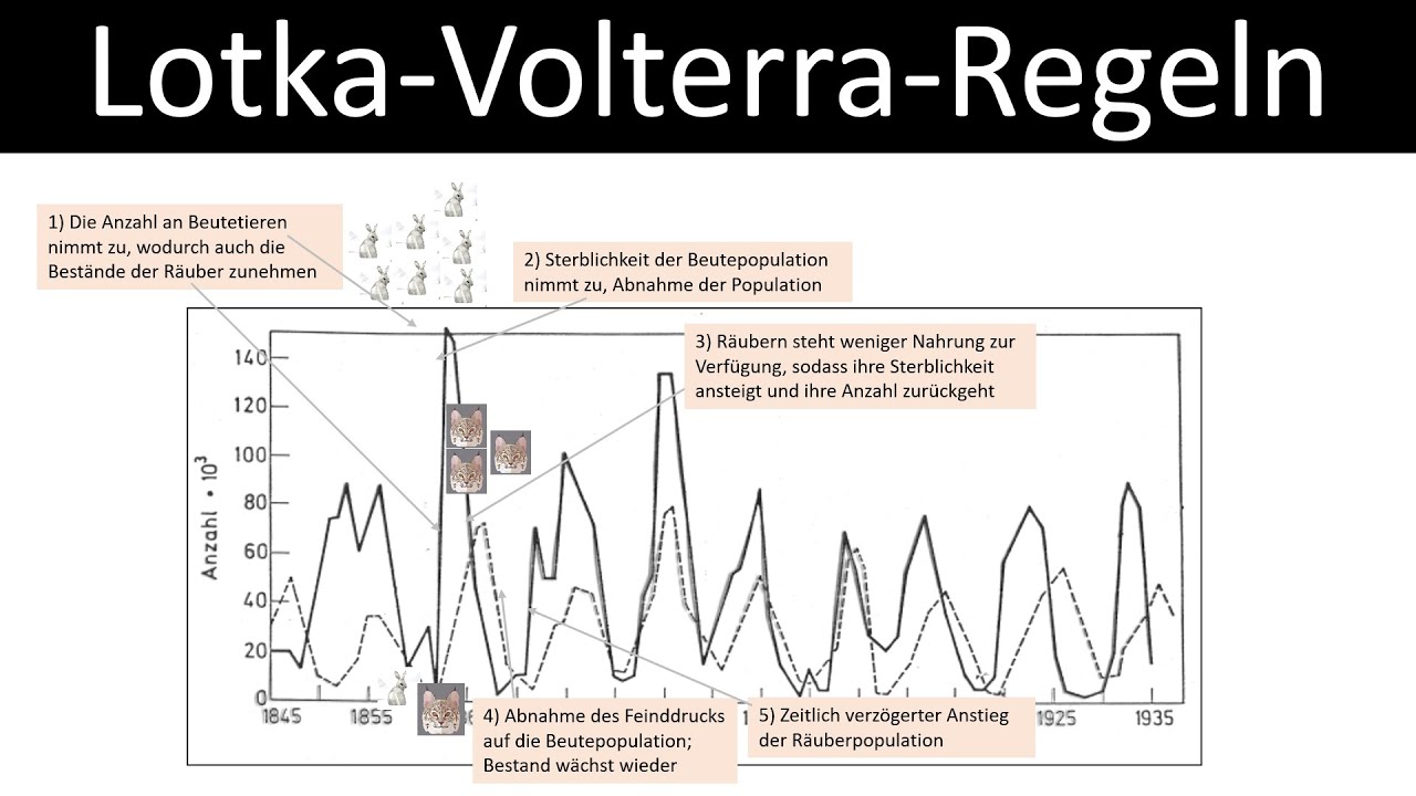 Lotka-Volterra-Regeln [Räuber-Beute-Beziehungen] - Luchs + Schneehase [Biologie, Ökologie,Oberstufe]