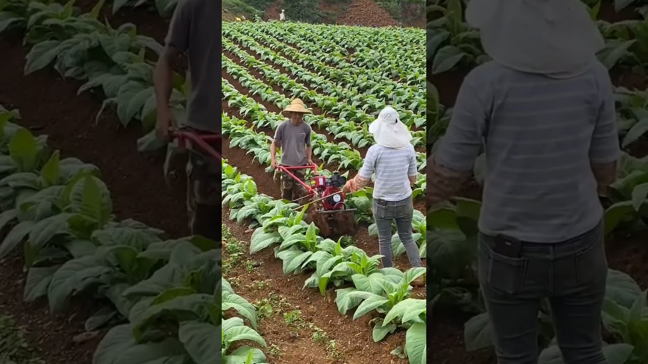 Tobacco Farming #satisfying #shot