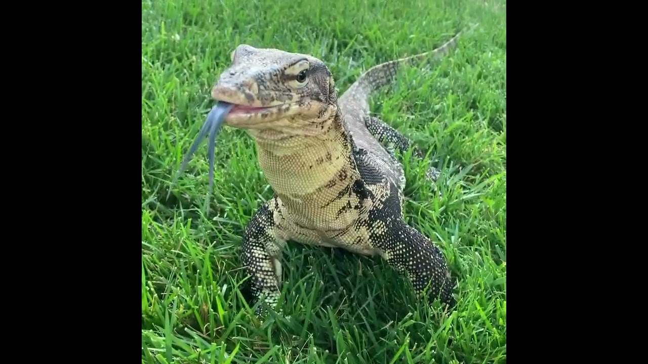 🐠 Fish Snacks 🐠 #monitorlizard #reptile #animals #reptilekeeper #pets #funnyanimals #animallover