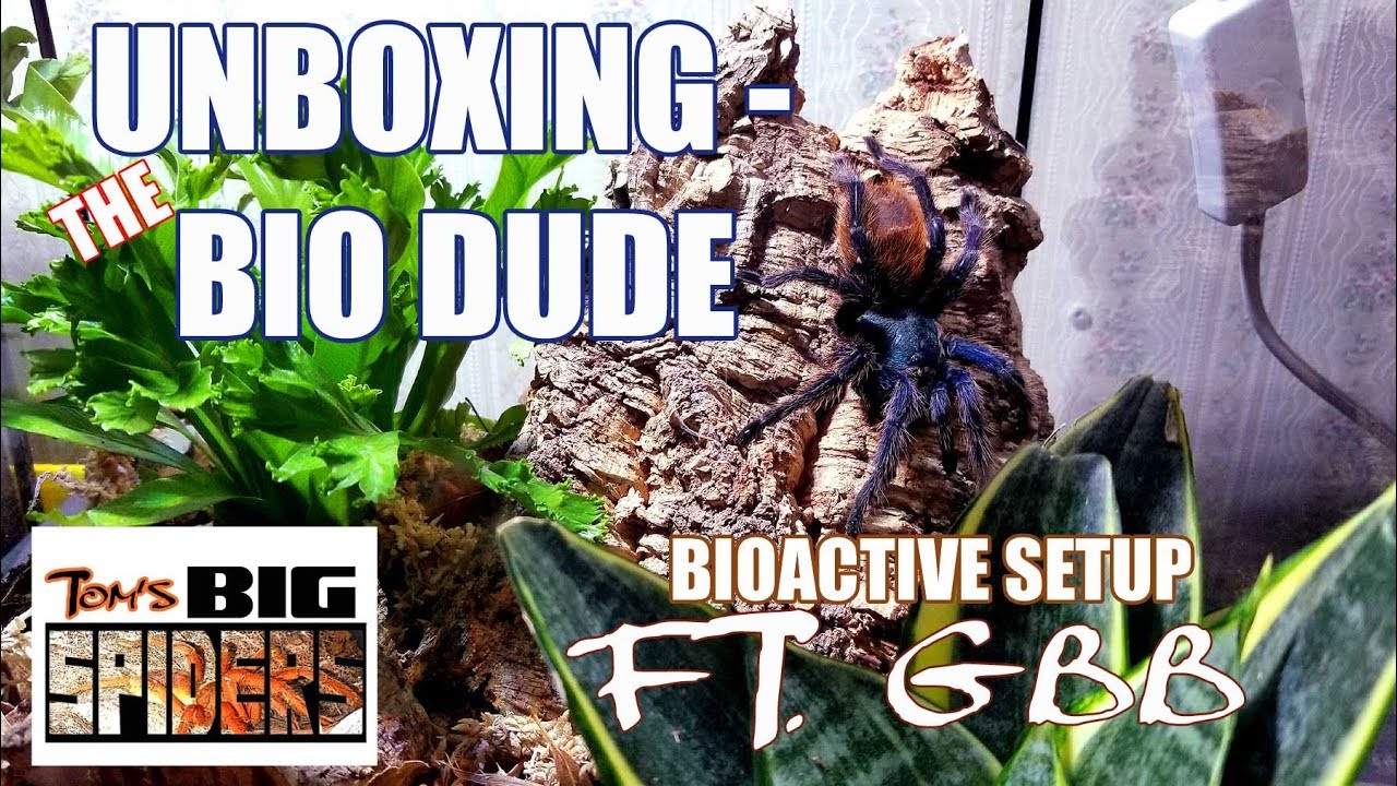 Bio Dude Unboxing Video w Bioactive Enclosure Setup
