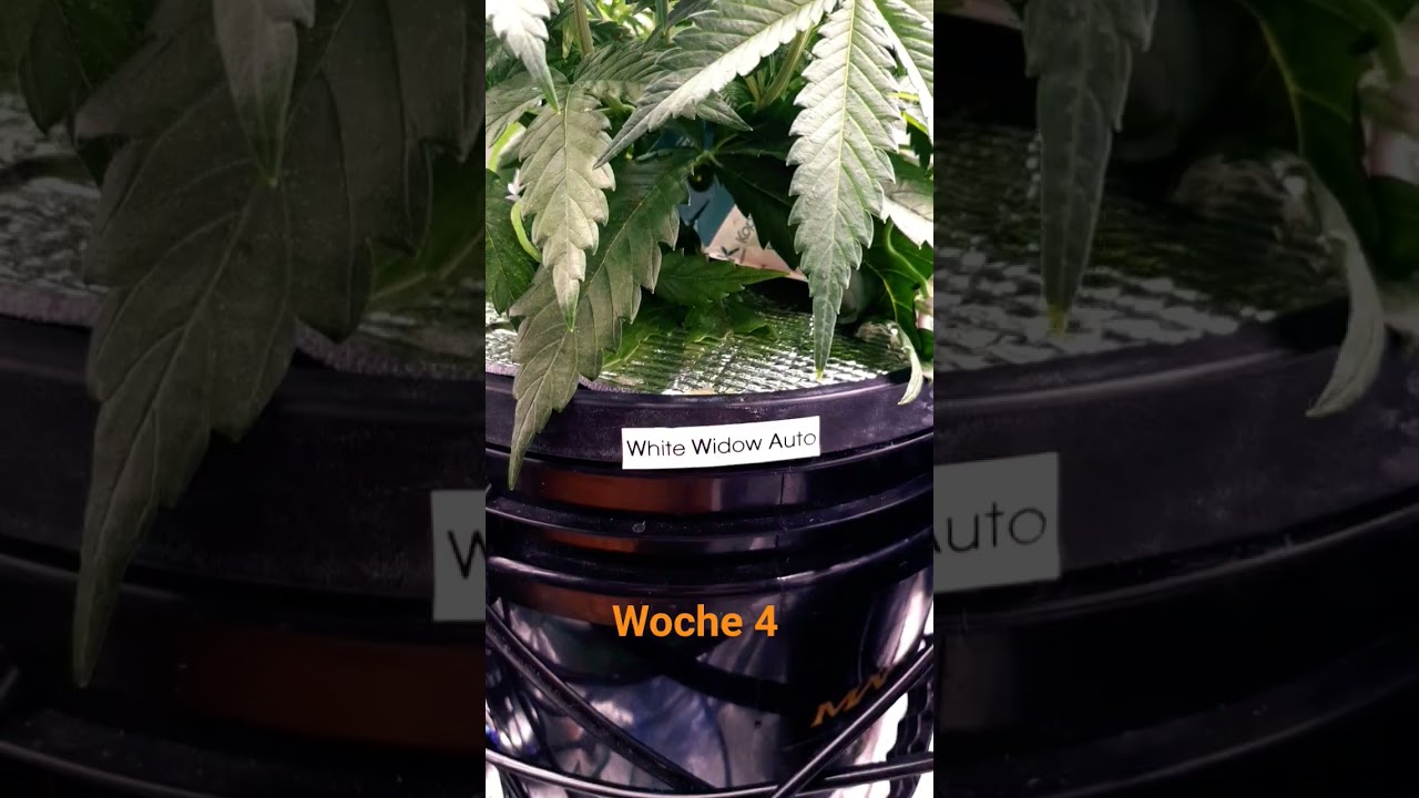 white widow Auto 2Fast4buds