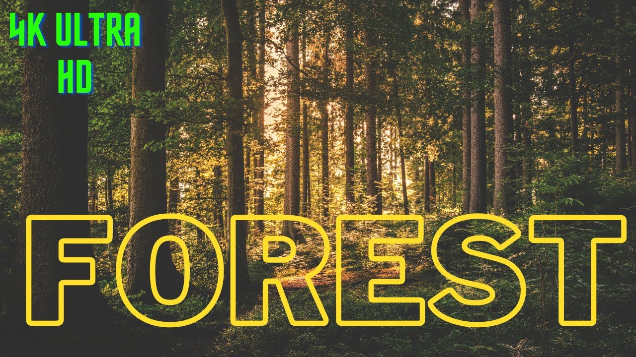 Forest 4K Nature/ Folk/ Bluegrass/ Natural Wonder Of The World