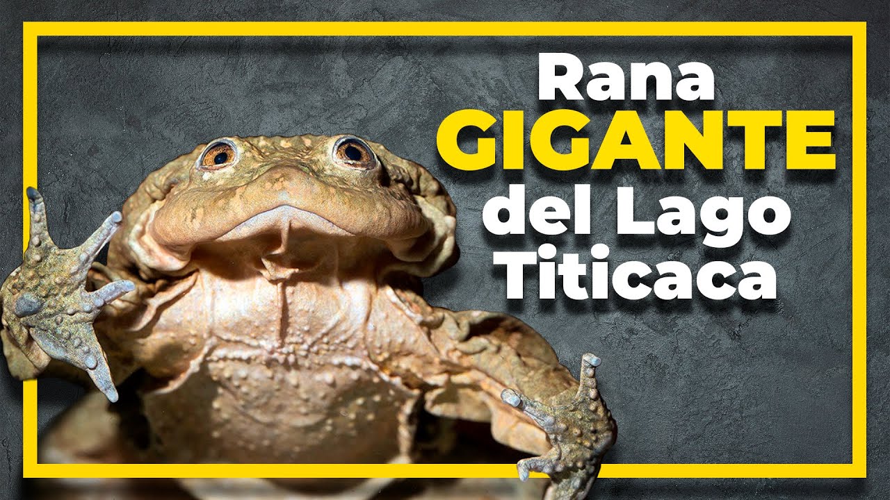 Conoces la rana gigante del Titicaca? (Telmatobius culeus) #CienciaEnBolivia