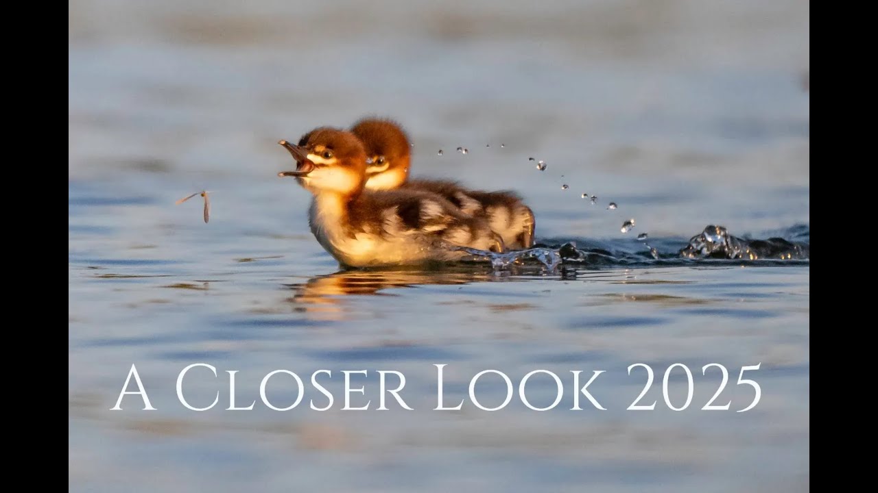 A Closer Look 2025