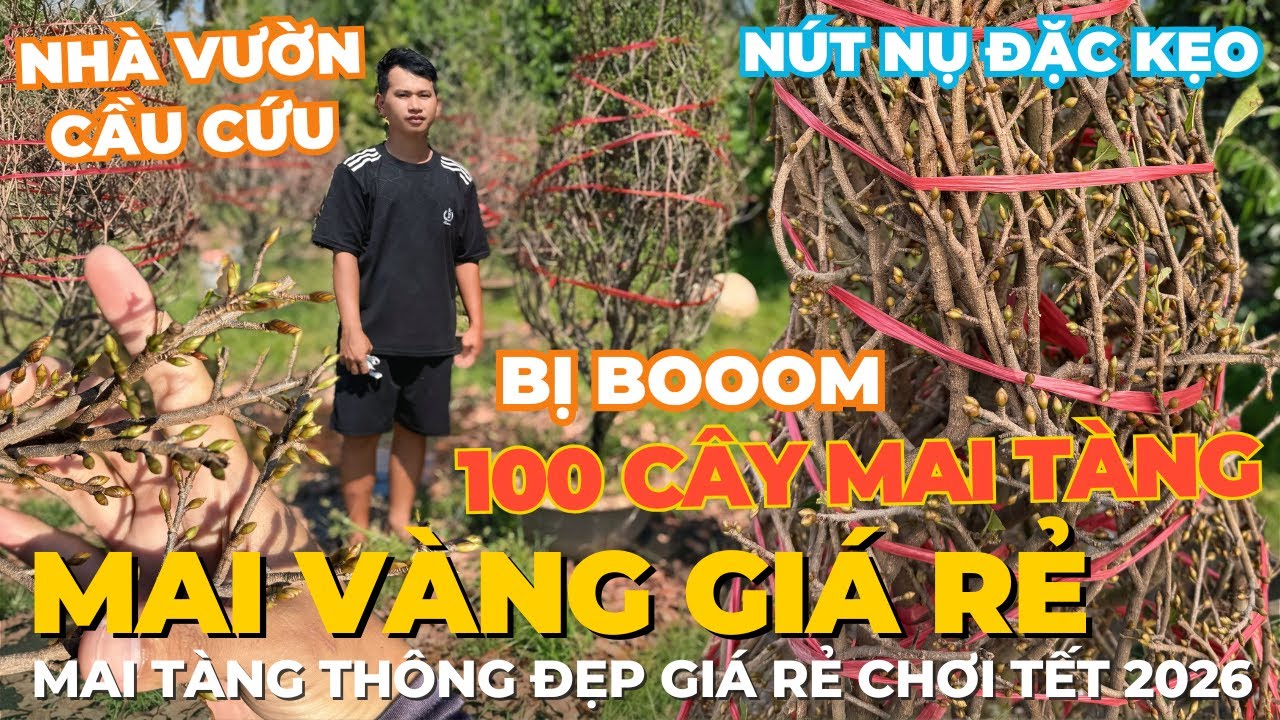03-02 THÀNH TÍN Giao Lưu Mai Vàng Giá Rẻ, Xả Vườn Mai Tàng Đế Đẹp Nút Nụ Đặc Kẹo • THÀNH TRỌNG LÊ