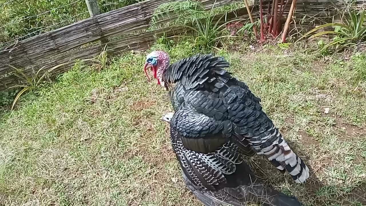 Como se aparean los pavos criollos o guajolotes