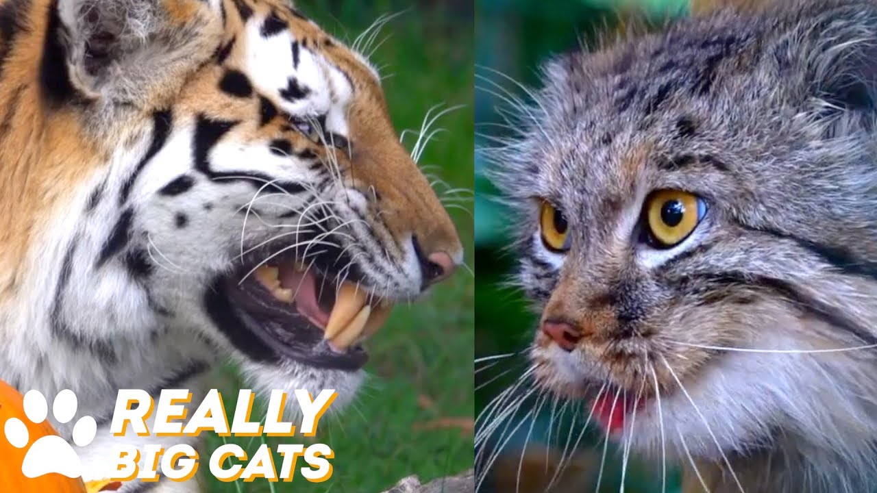 Battle Of The Big Cats: Paradise Wildlife Park Vs The Big Cat Sanctuary