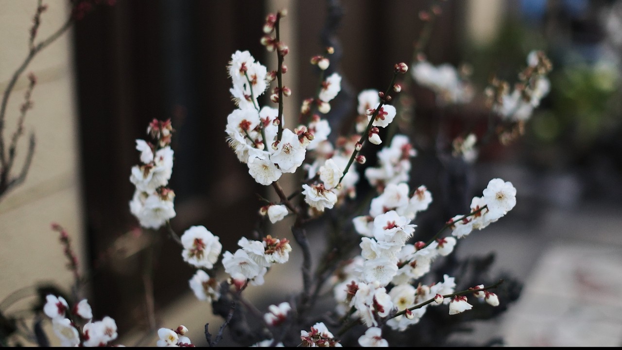 Canon R5Mk2 +EF50mm F1.2 + dji mini ( レンズの駆動音消す)