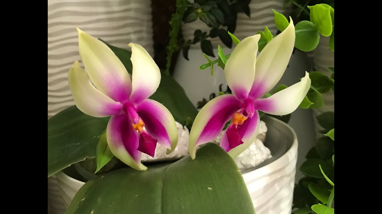 ОРХИДЕИ. All phal-s in my collection update 2023, November, 17.