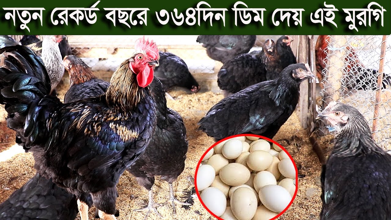 নতুন রেকর্ড  বছরে ৩৬৪দিন ডিম দেয় অস্ট্রেলিয়া প্রজাতির এই মুরগি Dinajpur farm