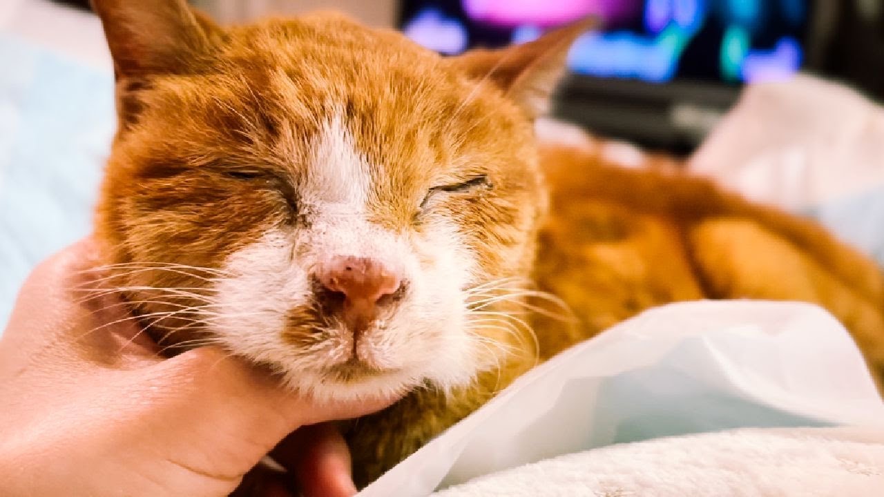 最後の別れにどう選択したら後悔しないか、先生が思うこと【愛猫と先生】