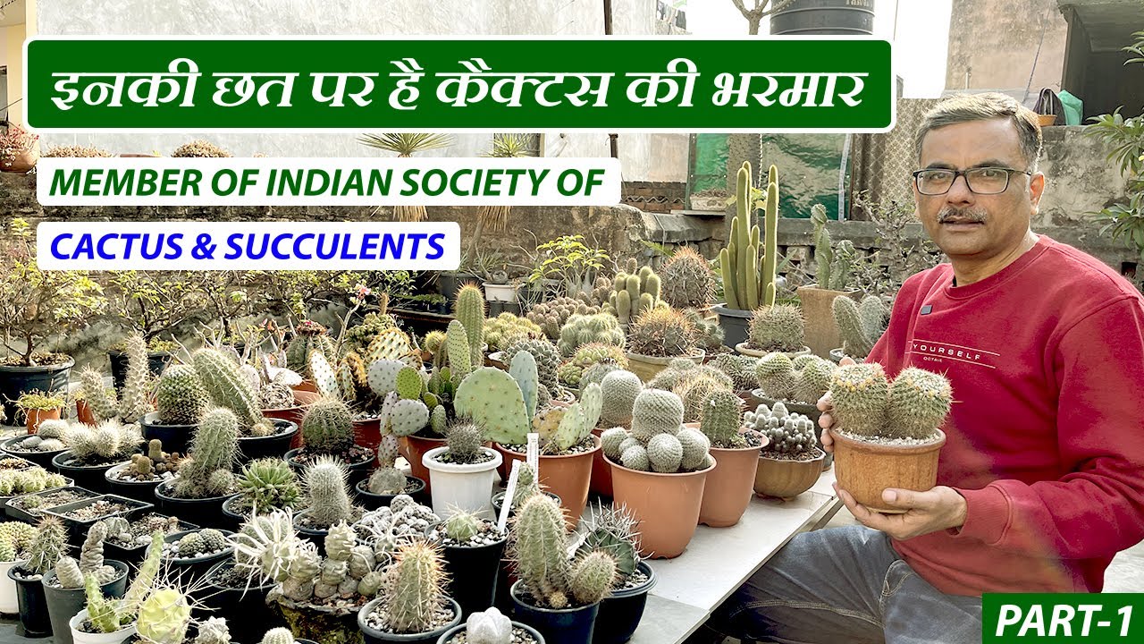 दिल्ली के राजीव सूर्यवंशी जी की छत पर है कैक्टस की भरमार | 100+ Variety | 12+ Yr Exp | Cactus Expert