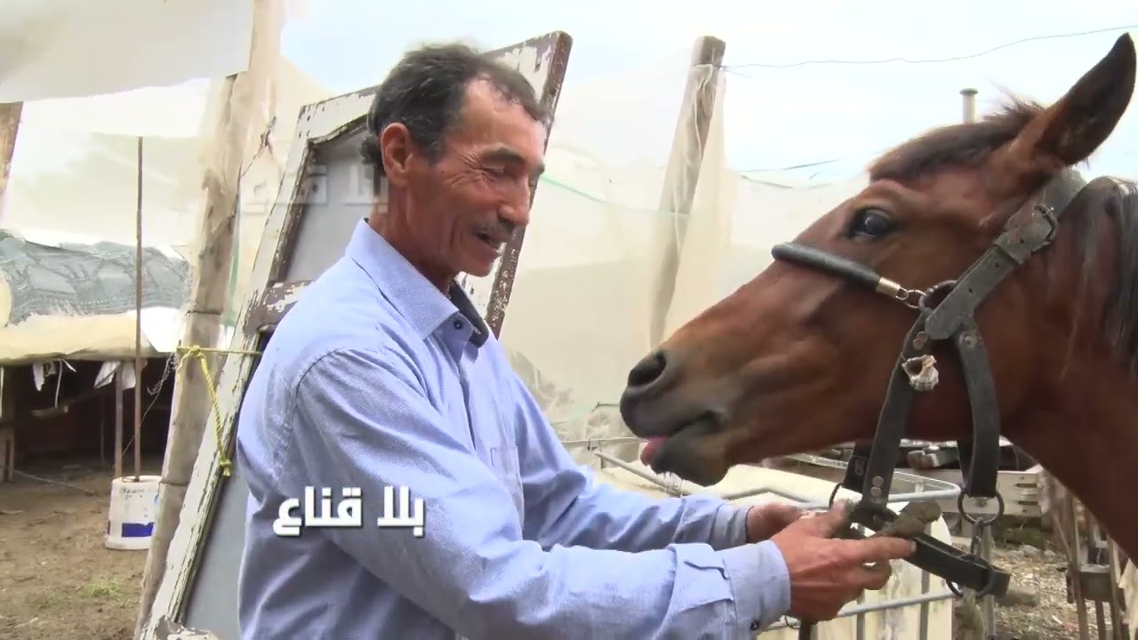 bila kinaa| فريكس يختفي ..وزير التربية باش يقسم معاه الدجاجات..وزير يشد ستة أيام