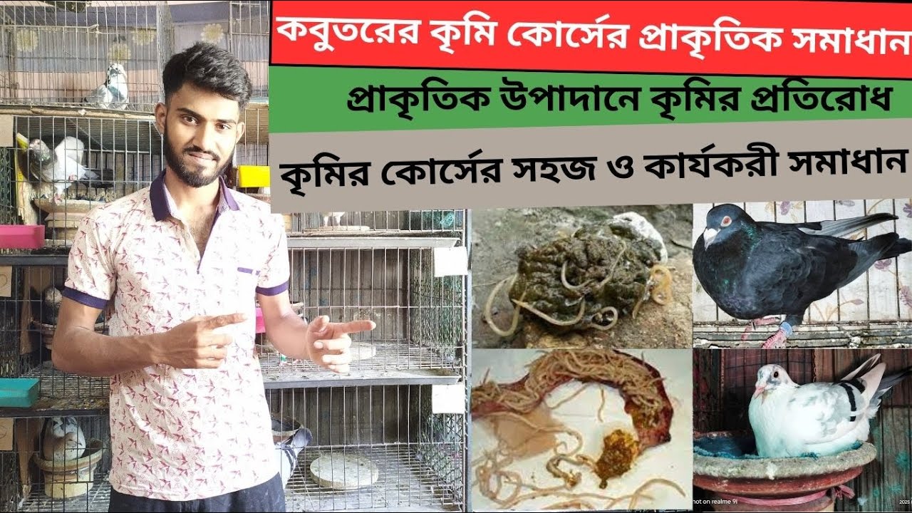 কবুতরের কৃমির কোর্সের প্রাকৃতিক, সহজ ও কার্যকরী সমাধান | Natural treatment of pigeon worm, Herbal