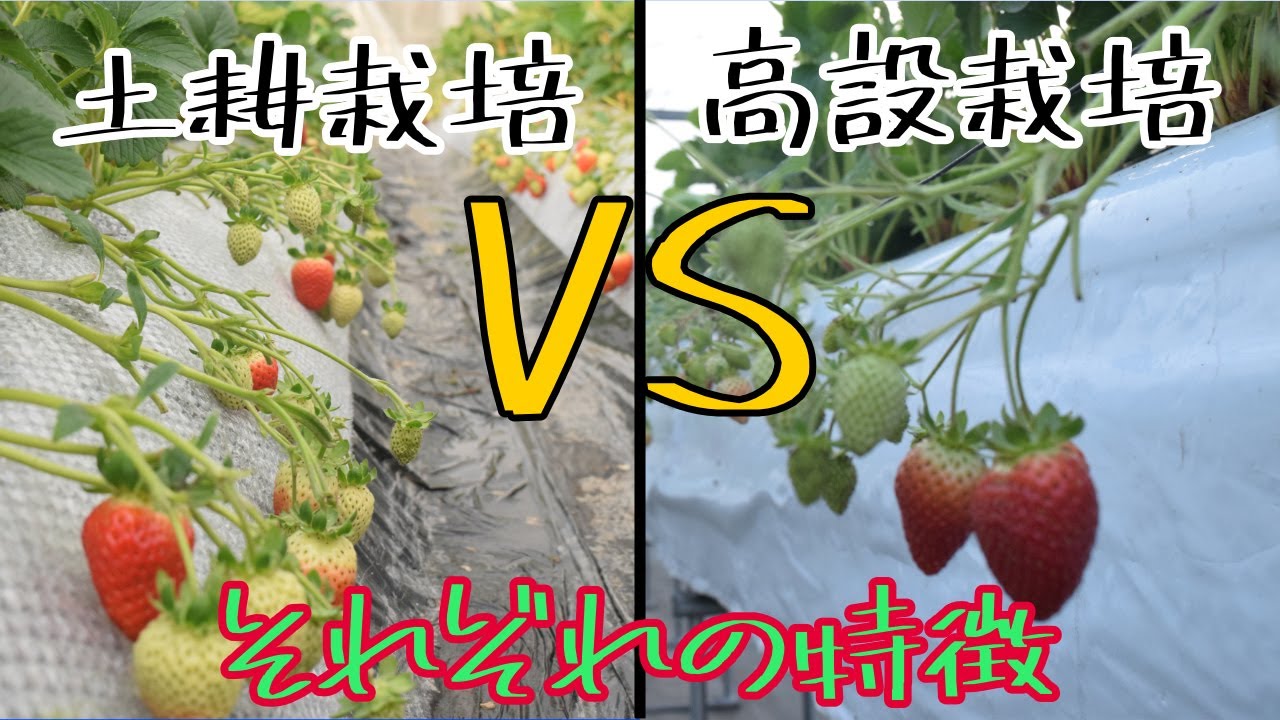 【苺の栽培】土耕栽培と高設栽培の違いは？今の主流は高設栽培　6/7