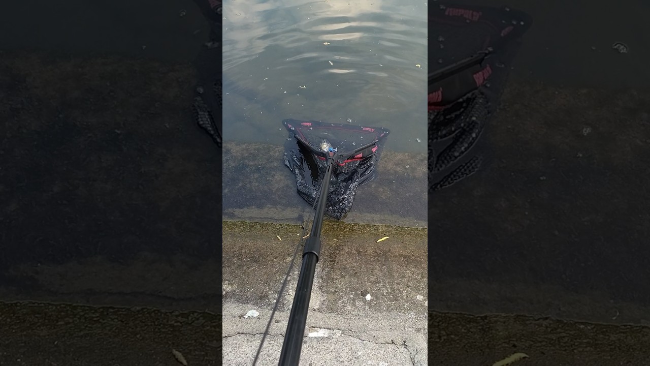 Pescuit la clean. Catch & Release.  #fishing #riverfish #catchandrelease