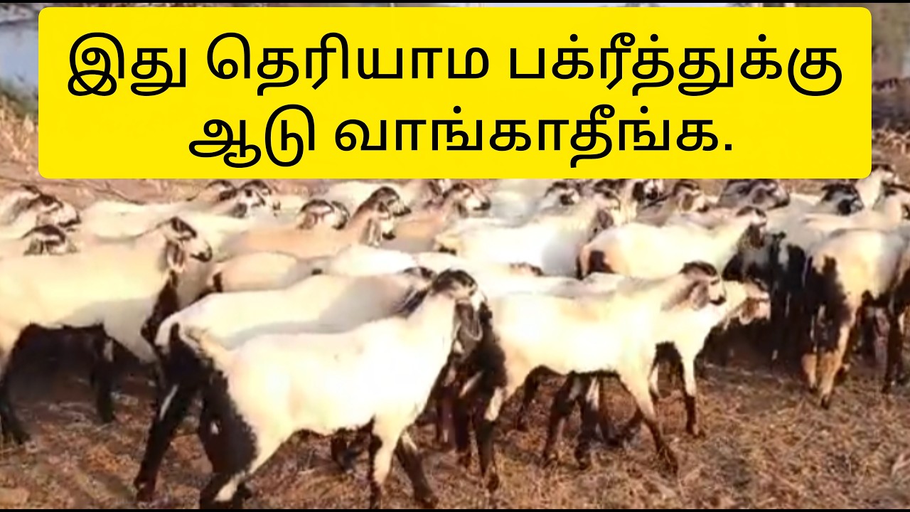 இது தெரியாமல்‌ பக்ரீத் ஆடு வாங்காதீர்கள். #sheep #goat #farming  #செம்மறிஆடு  #ஆடு #பக்ரீத் #bakrid