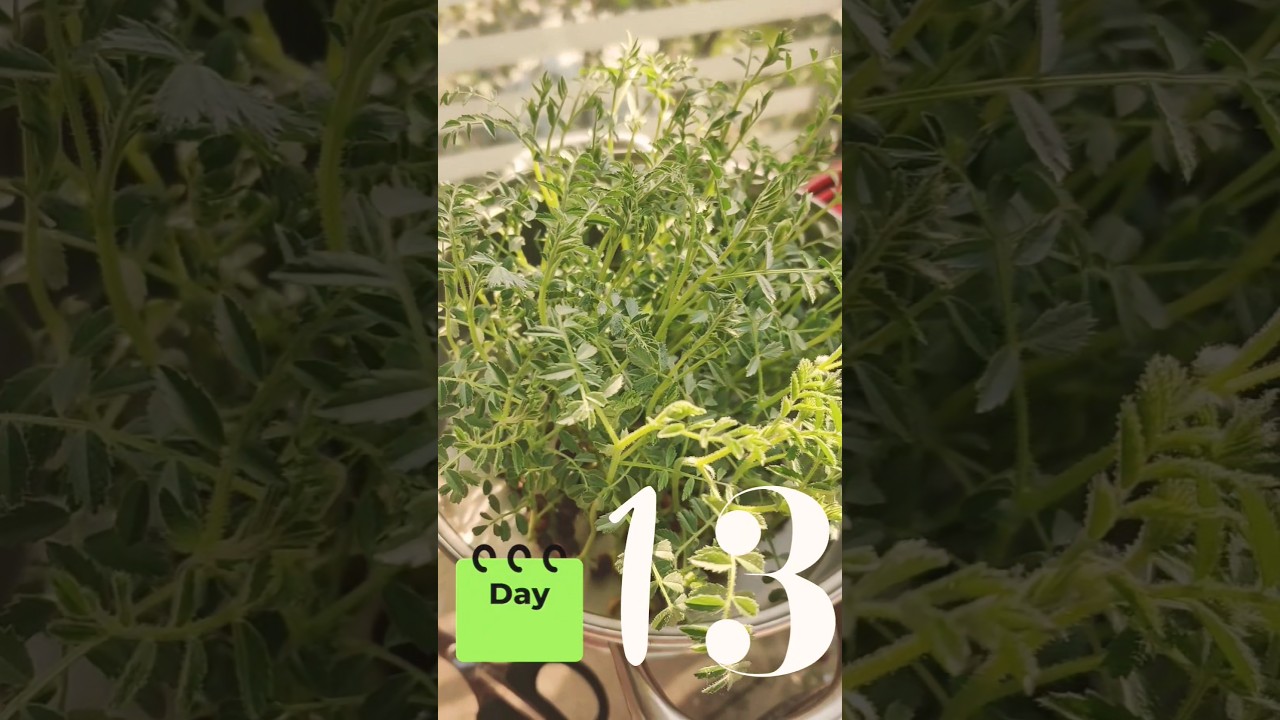 Gram saag(chick pea) growing at home in water using hydroponic techniques