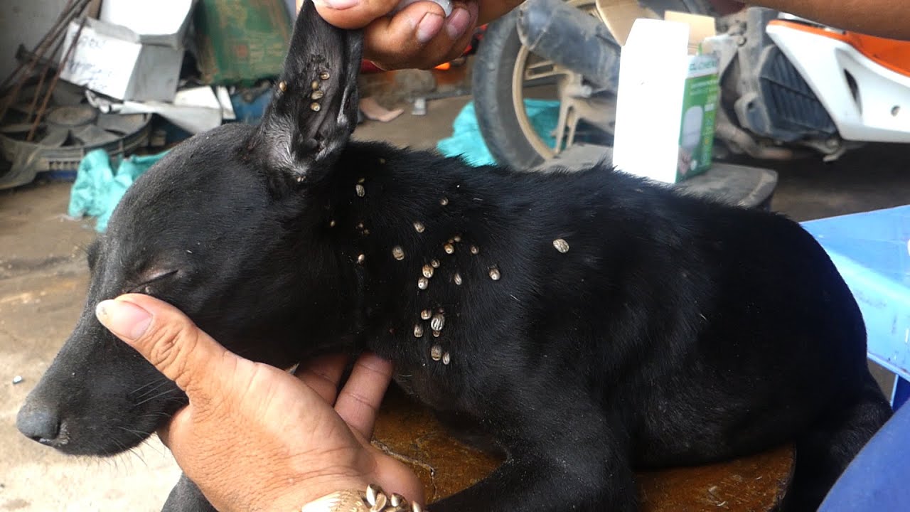Kindly man rescues an abandoned dog with many ticks