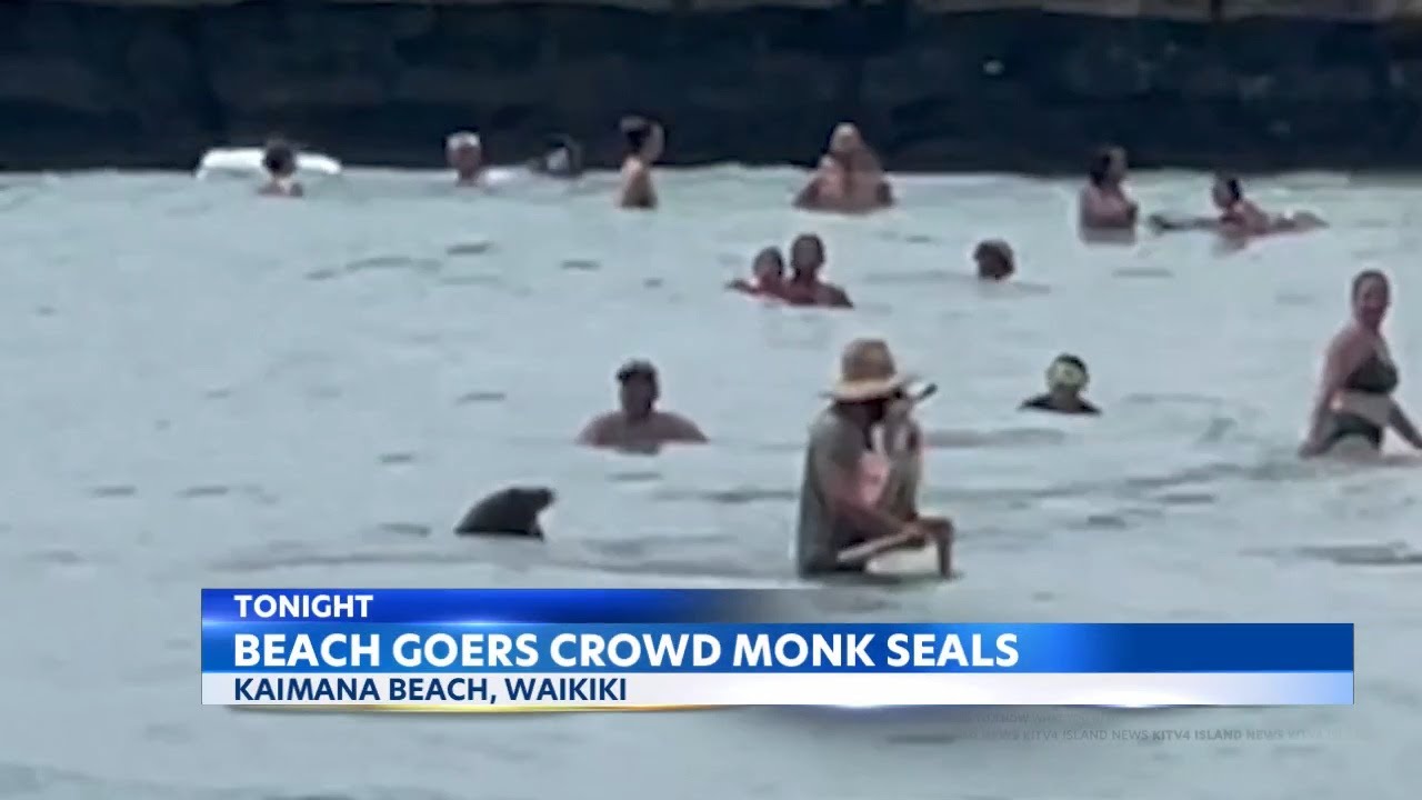 Monk seals still being crowded by Kaimana Beach visitors, witness says