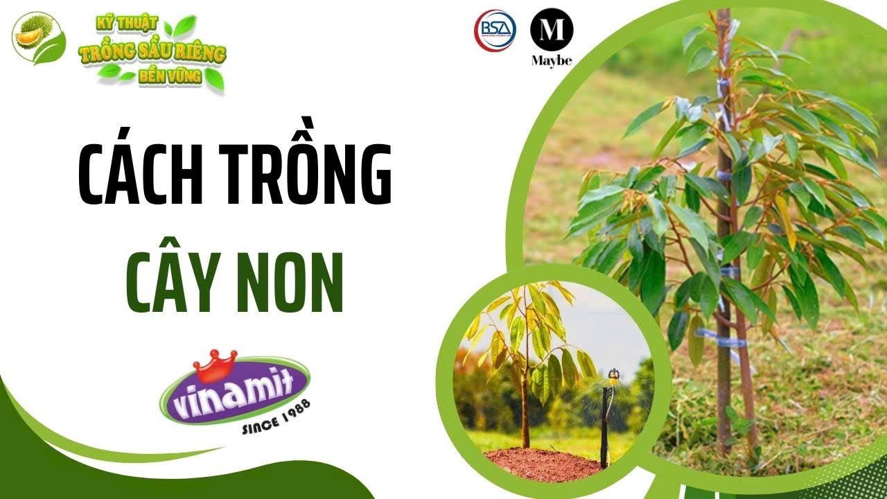 Cách trồng cây non #4 - Nông gia Huỳnh Quới