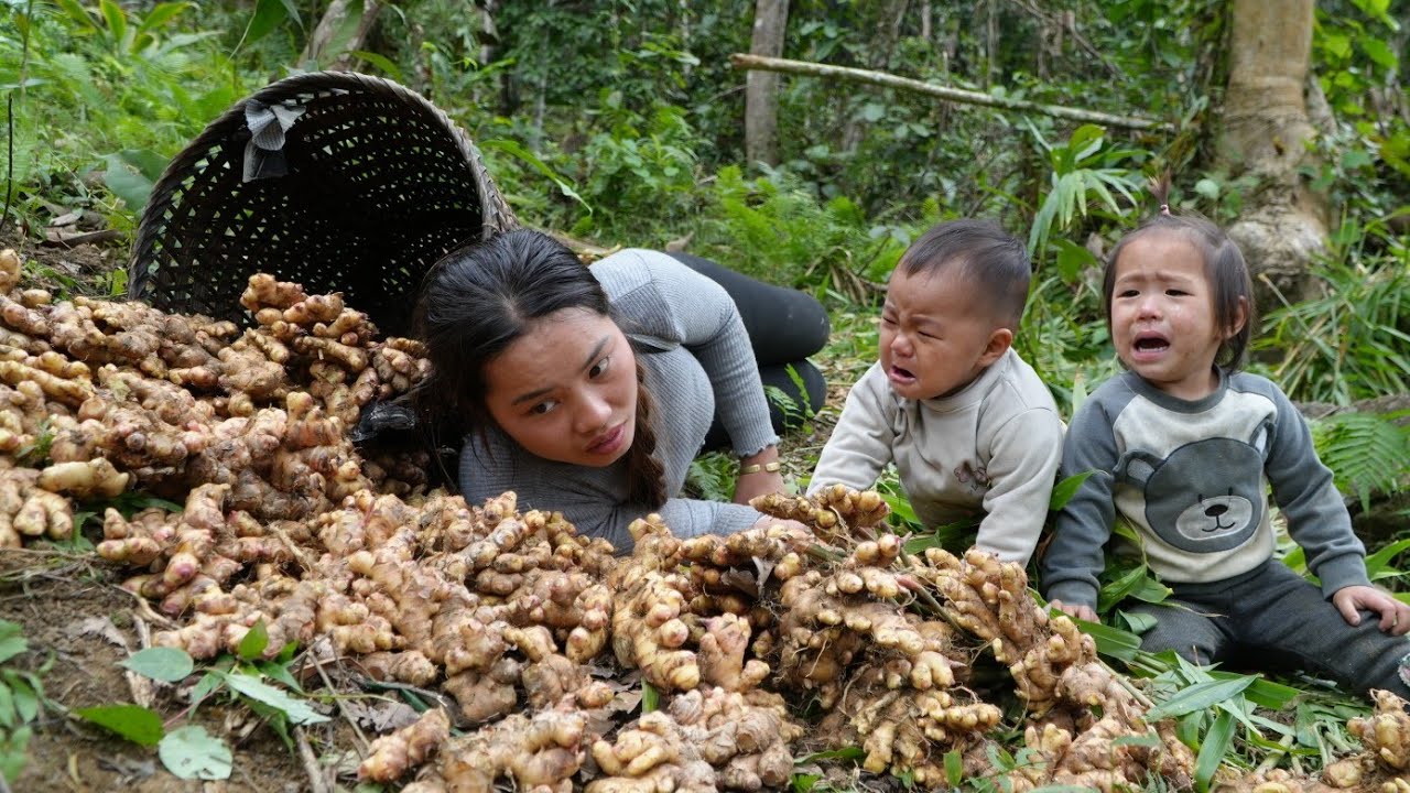 Harvesting a giant ginger garden with my young son and bringing it to the market to sell