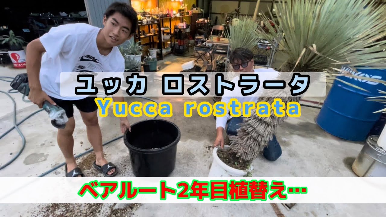 ロストラータ植替え【植物】なるべく根をイジらないで…