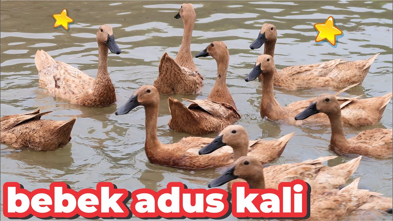 BEBEK ADUS KALI AYAH , BEBEK BERENANG APA , DUCKS SWIMMING IN TUB , LAGU BEBEK ADUS KALI