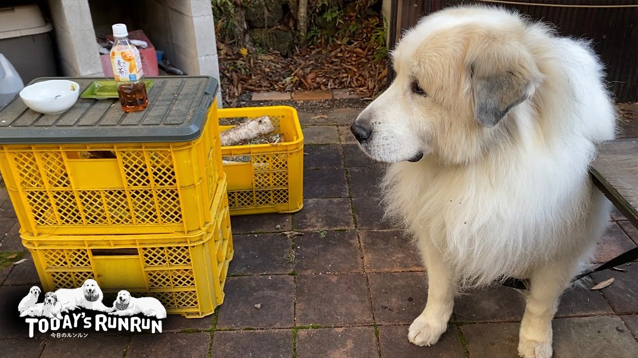 秋晴れの下焼き芋を楽しんだお父さんとアランとベルとリリーです　Great Pyrenees　グレートピレニーズ