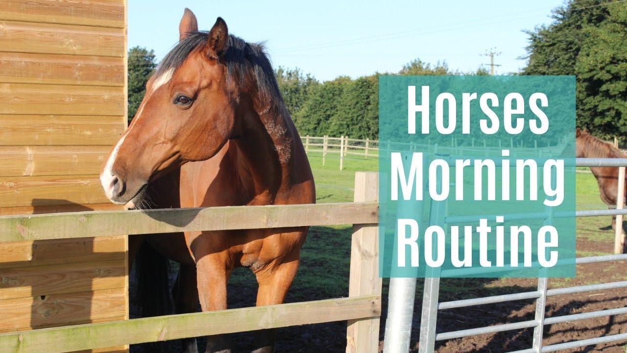 Horses Morning Routine