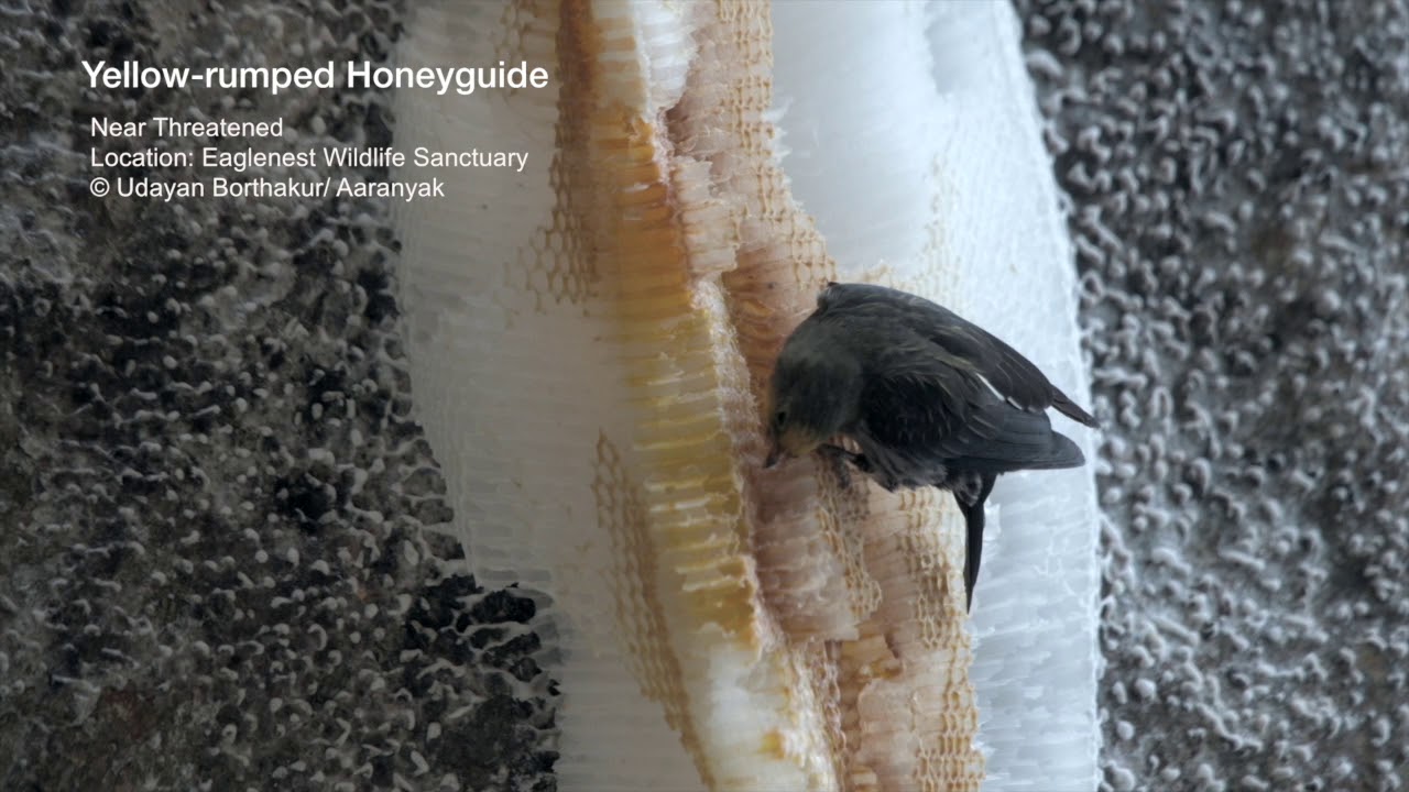 Yellow rumped Honeyguide