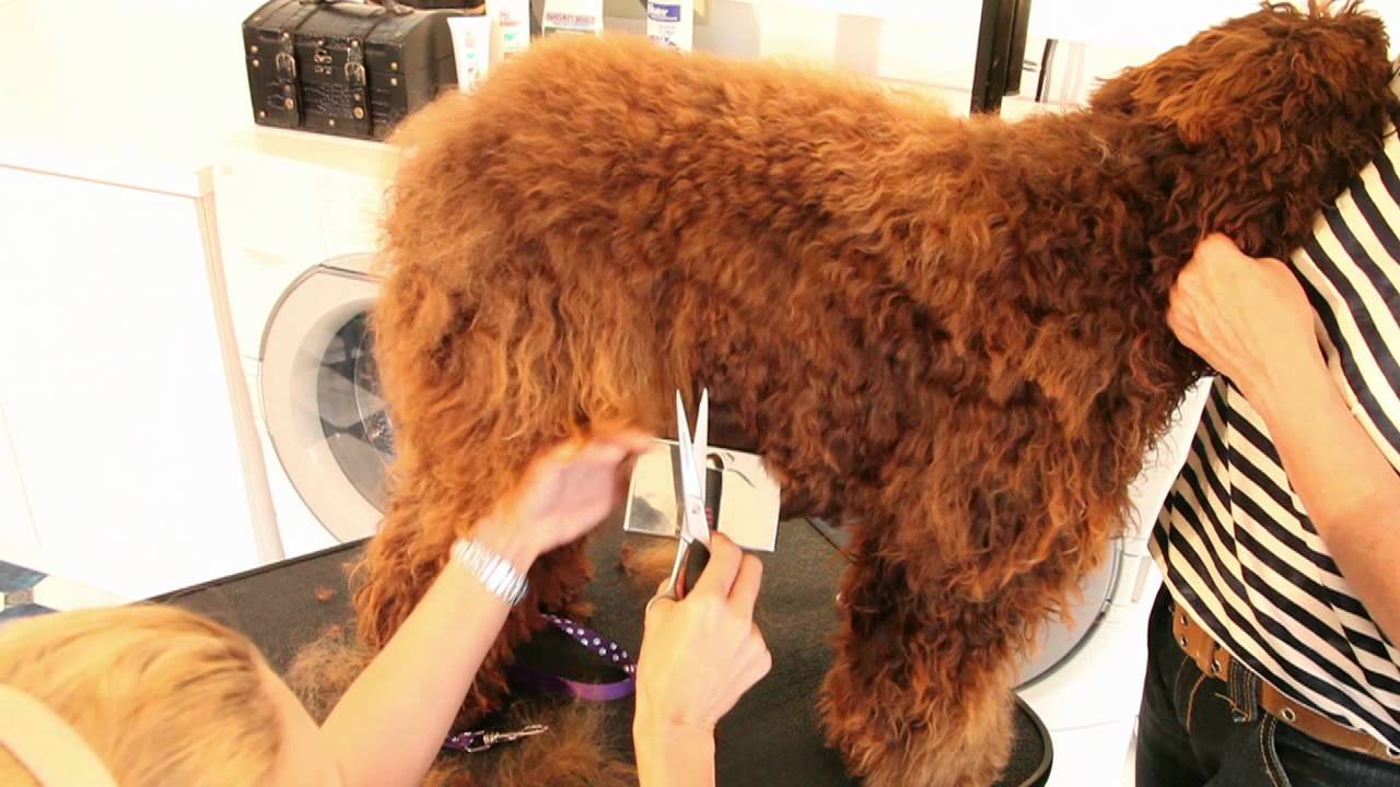 Royal Diamond Labradoodles, The Body, Hand Scissor Cut.mov