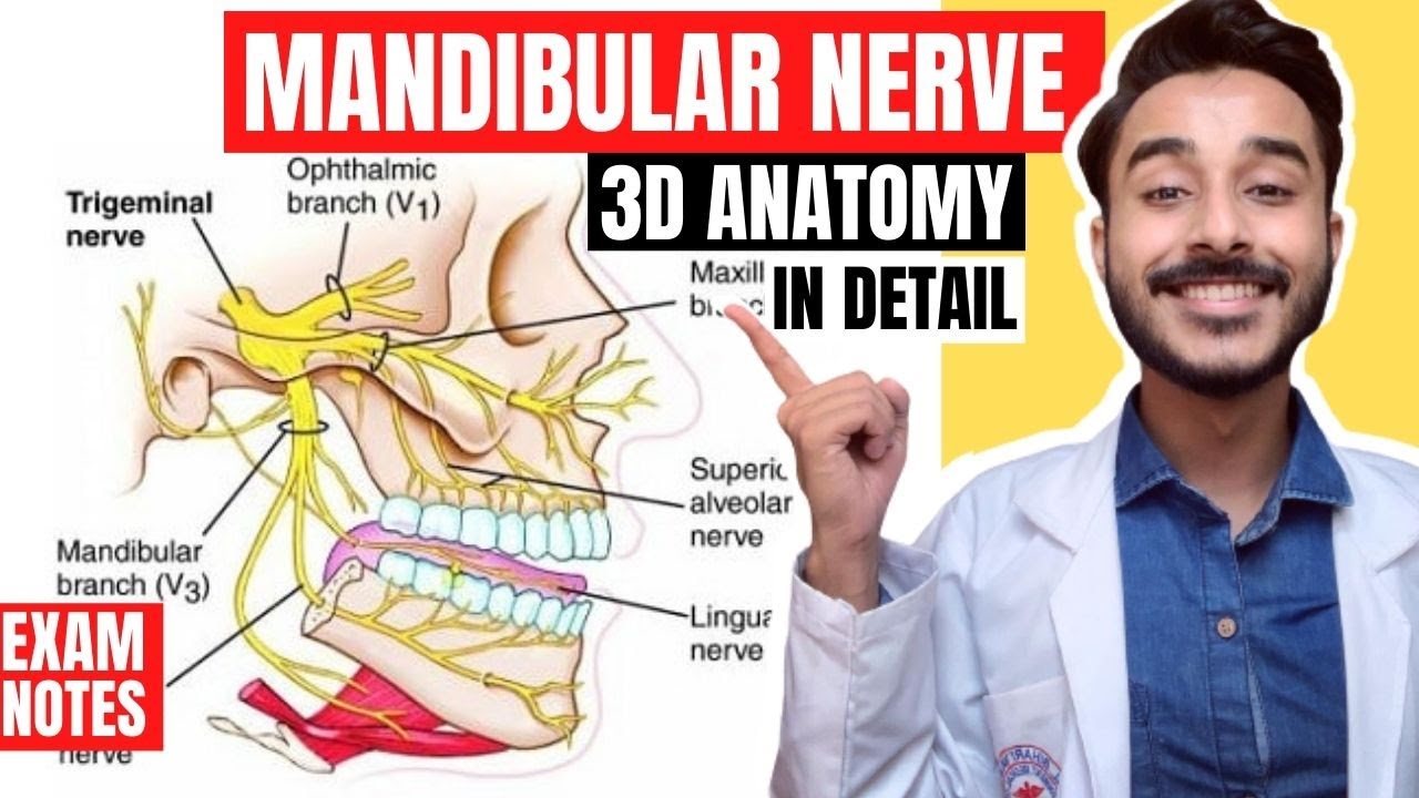 Mandibular Nerve Anatomy 3D | mandibular nerve branches anatomy | mandibular nerve course anatomy