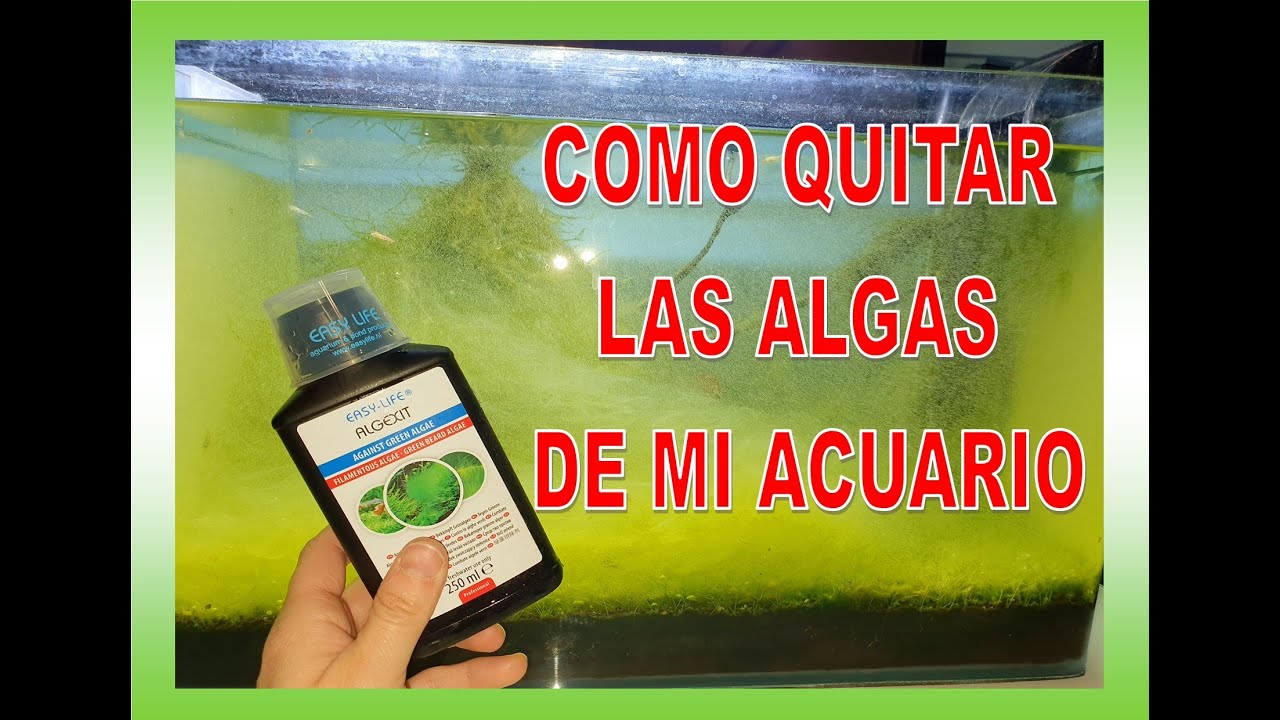 COMO QUITAR LAS ALGAS DE MI ACUARIO DE AGUA DULCE