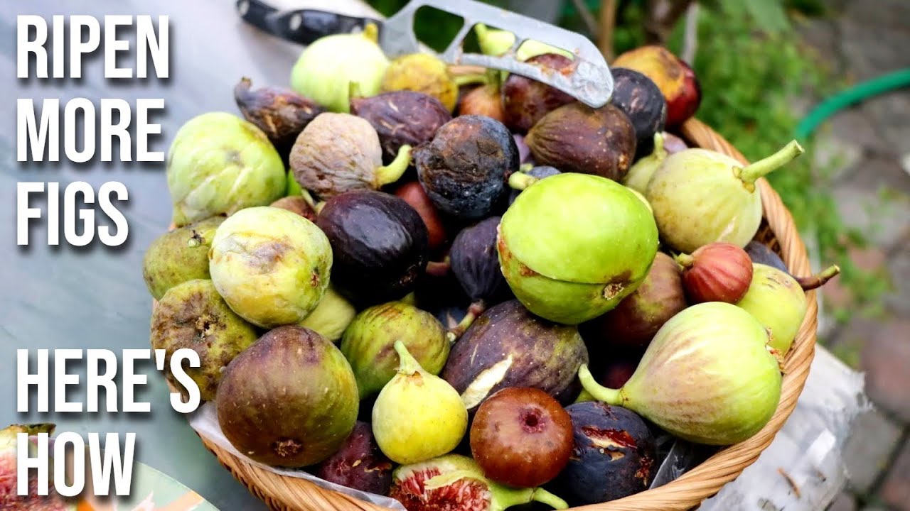 Pruning a Fig Tree in the Summer to DOUBLE Production