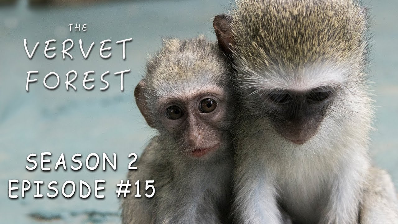 Mother Monkey Acorn Sits on Baby Vera & Integrations Get Complicated - Vervet Forest - S2 Ep 15