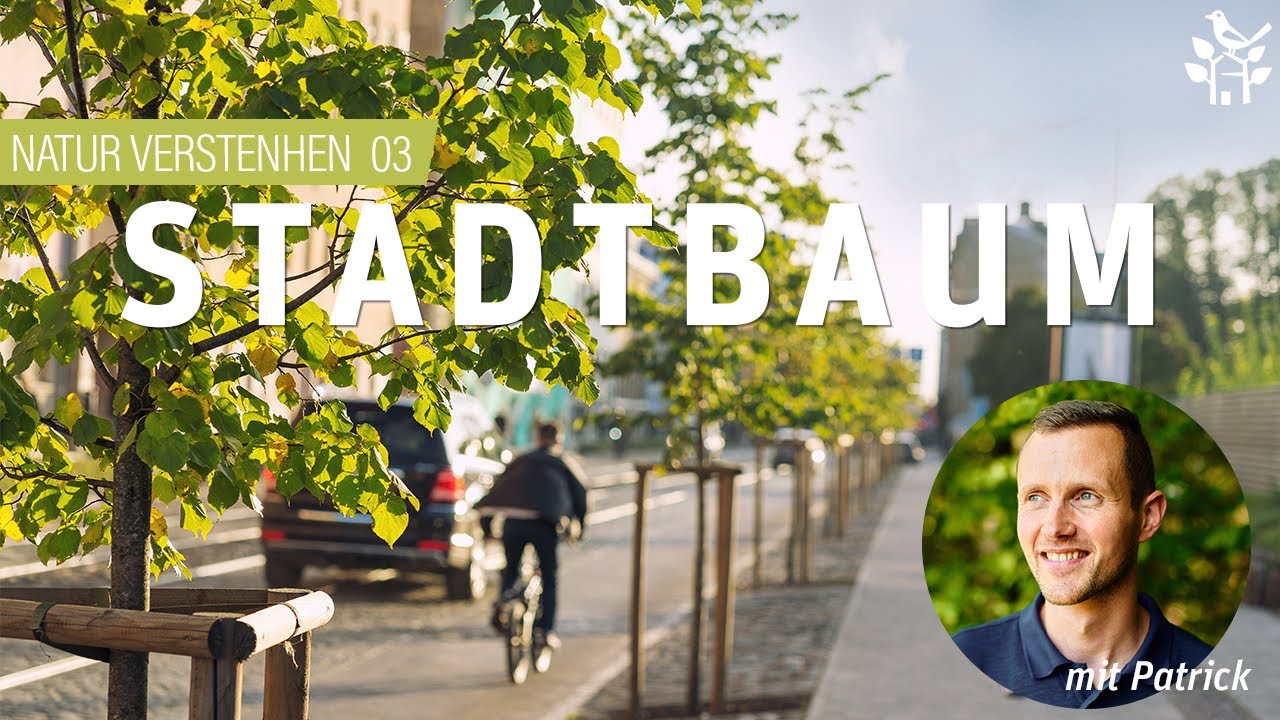 Stadtbäumen helfen - NATUR VERSTEHEN mit Patrick