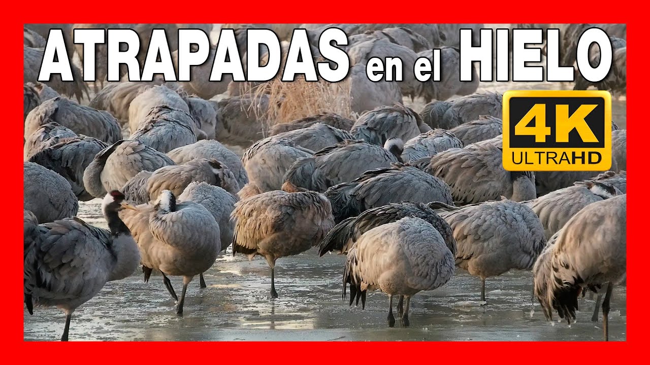 🥶 COMO DORMIR en HIELO GRULLAS | 4K | Ávila #122
