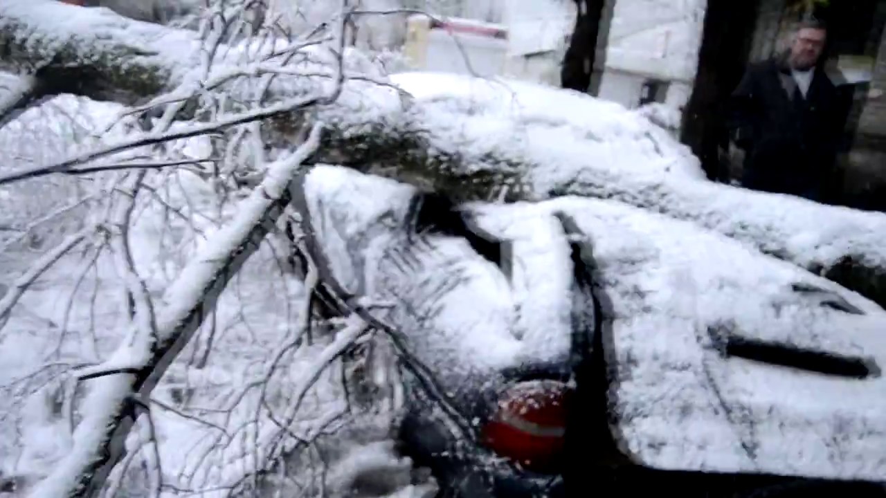 Упало дерево на машину Форд Мондео Вагон