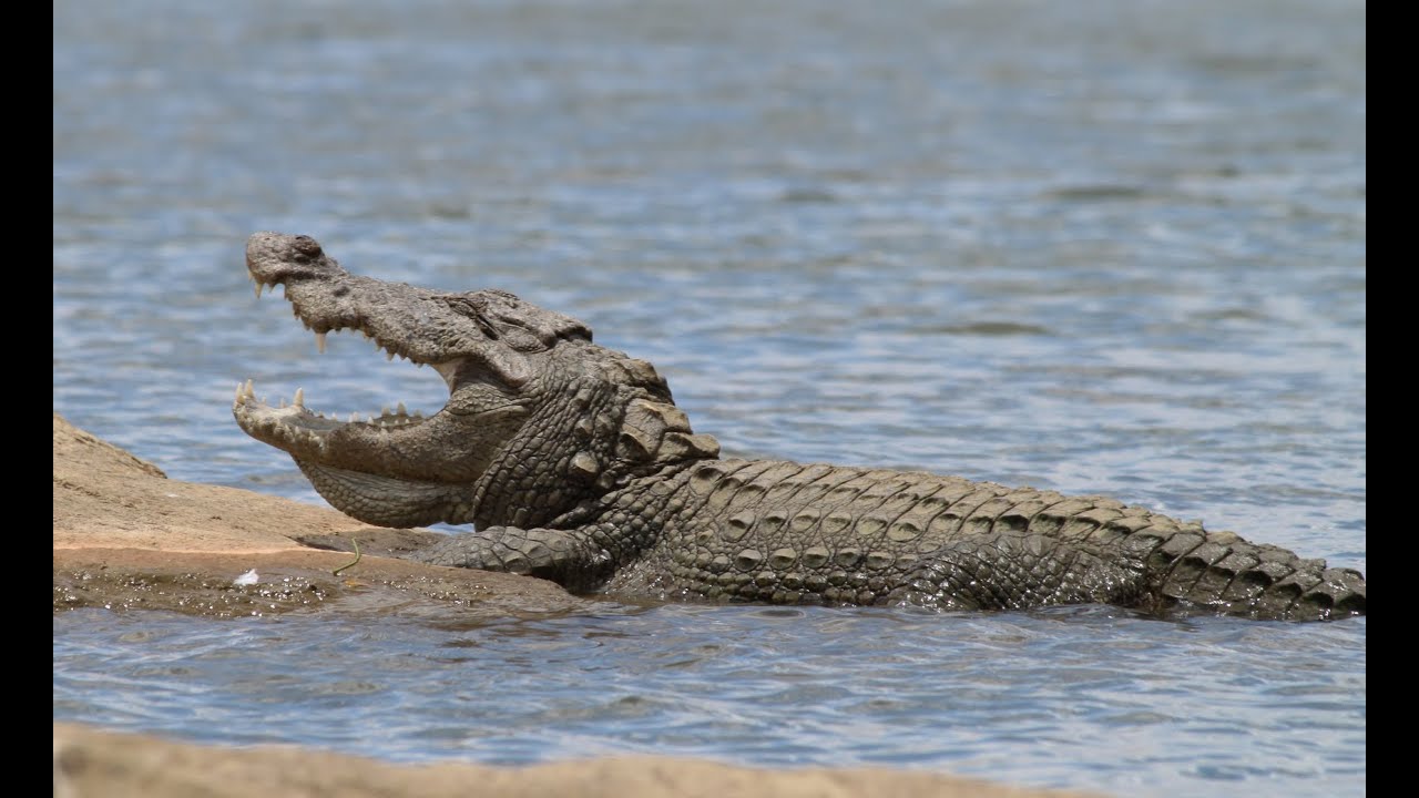 HUGE Mugger Crocodile - up close with the 'Water Monster'