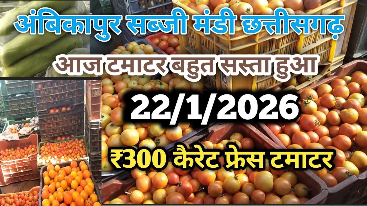 अंबिकापुर सब्जी मंडी || आज टमाटर ₹300 कैरेट बीका है | 22/1/2026 | Ambikapur sabji mandi | #ambikapur