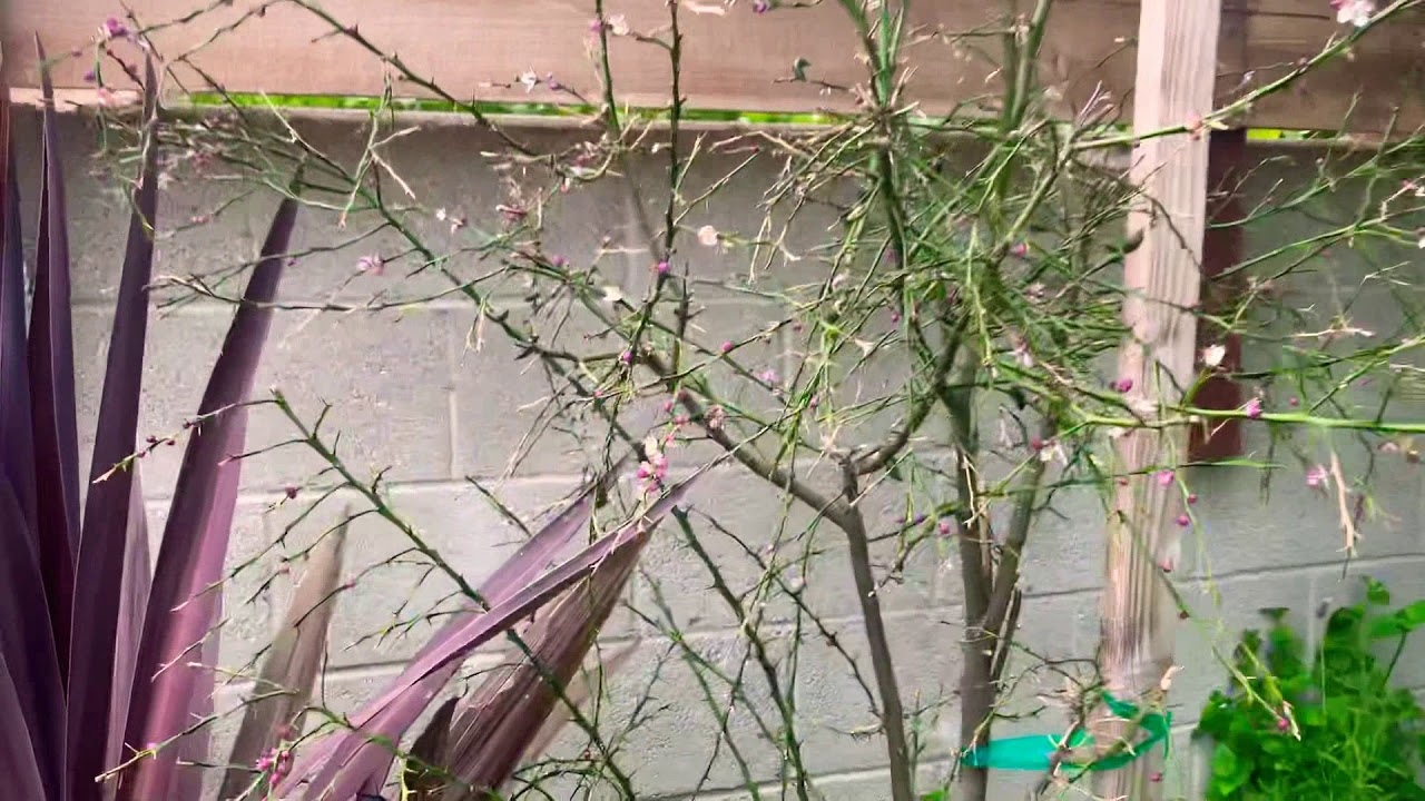 Australian Finger Lime Trees In Southern California