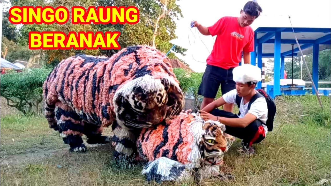 CAN MACANAN SINGO RAUNG BERANAK || komedi madura