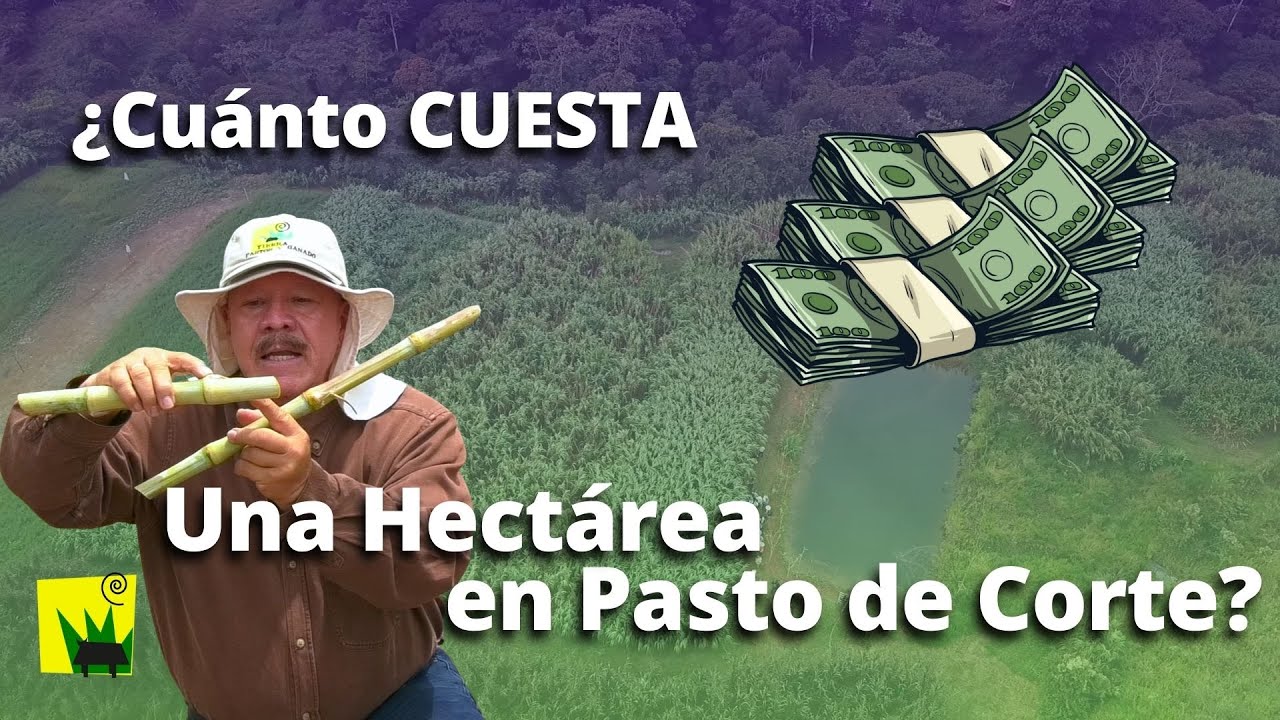 ¿Cuánto Cuesta Establecer Una Hectárea en Pasto de Corte?