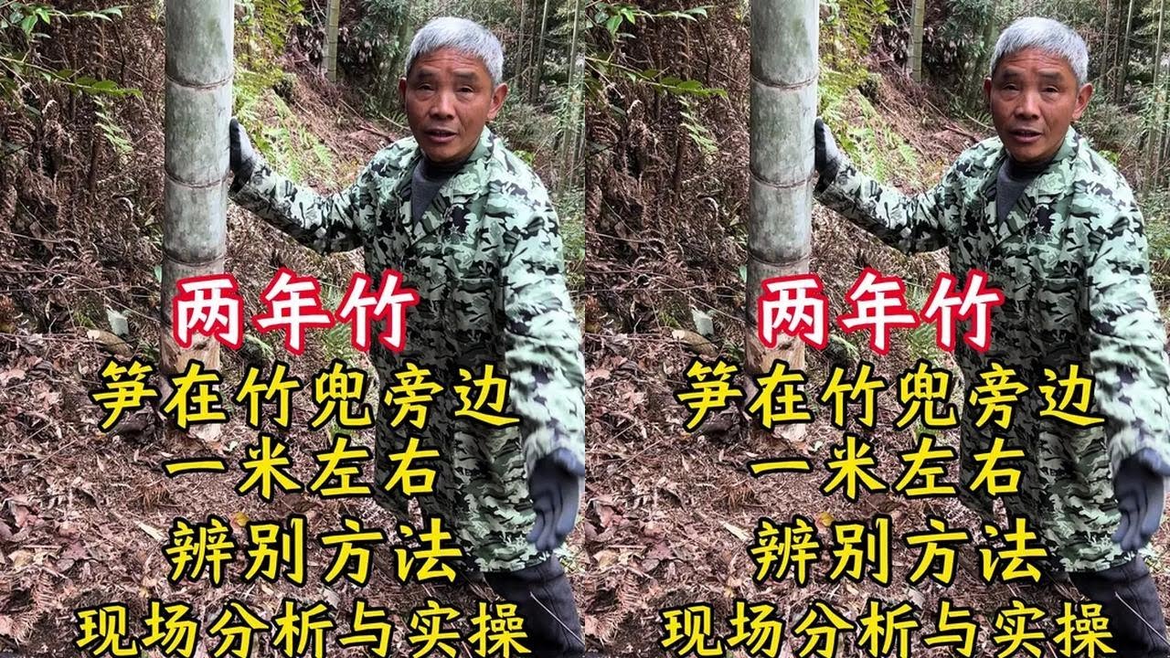 Two-year bamboo knowledge, bamboo shoots one meter from base, on-site analysis and practical