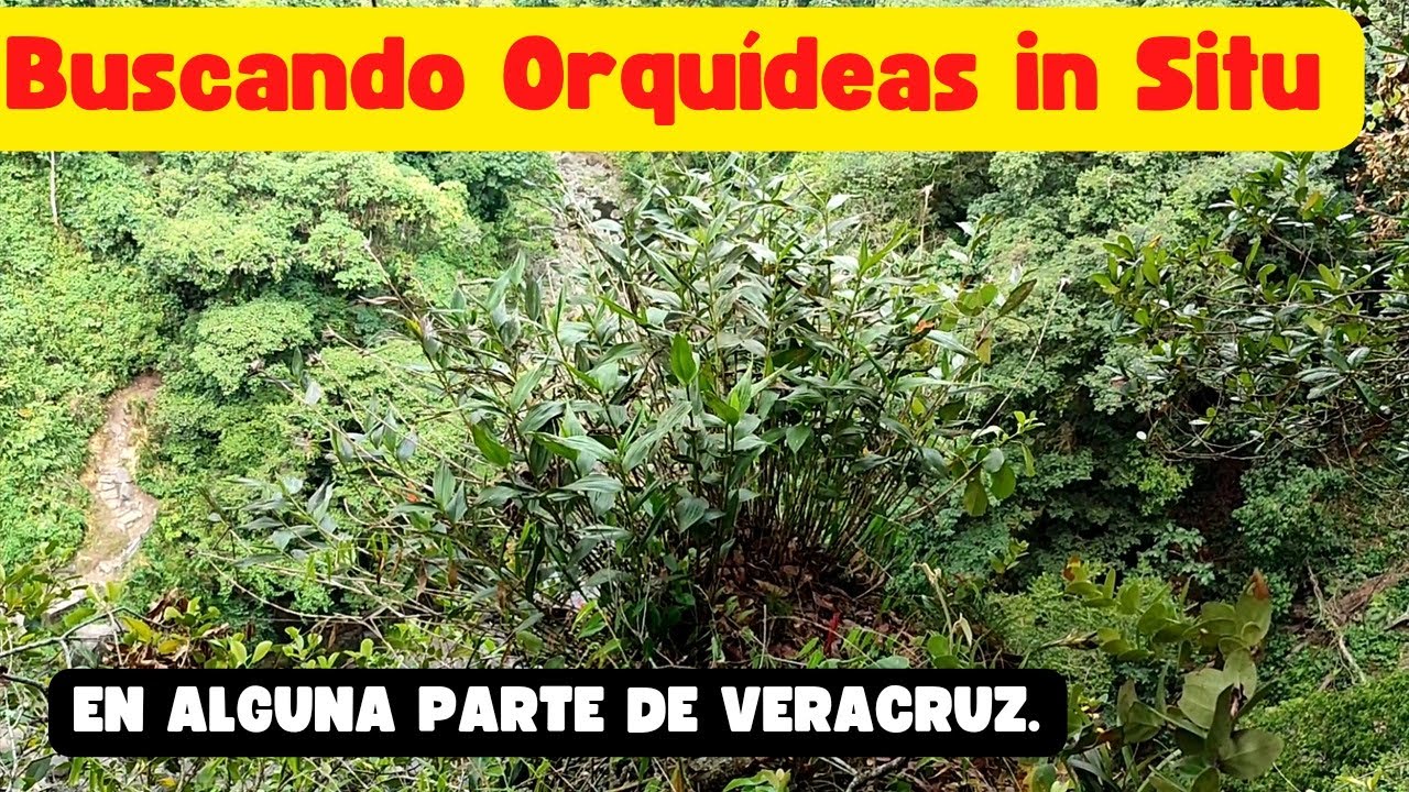 Buscando Orquídeas In Situ en alguna parte de Veracruz Méx.