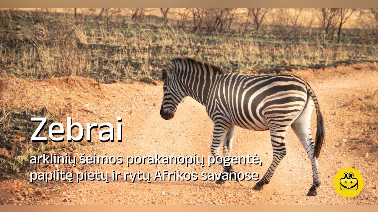Zebrai