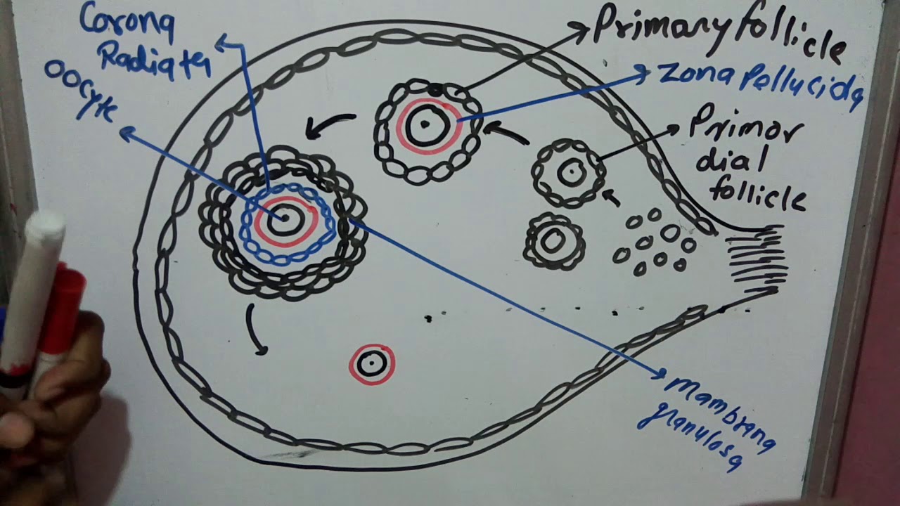 Structure of ovary part 2 ,primary follicles,secondry follicles,mature follicle ,Graffias follicle,