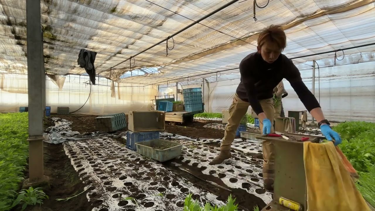2024.02.28. 水菜収穫タイムアタック